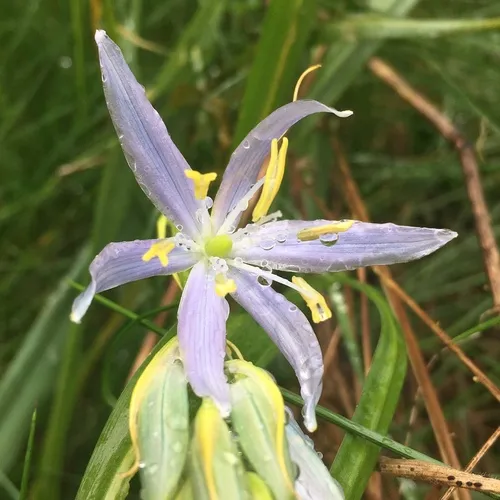 small camas