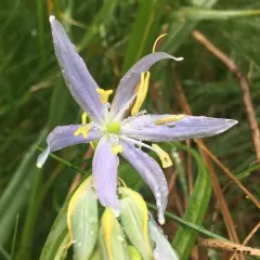 small camas thumbnail 1