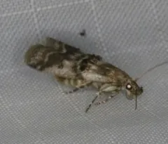 Ortholepis rhodorella thumbnail 2