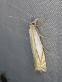 Crambus lyonsellus thumbnail 4