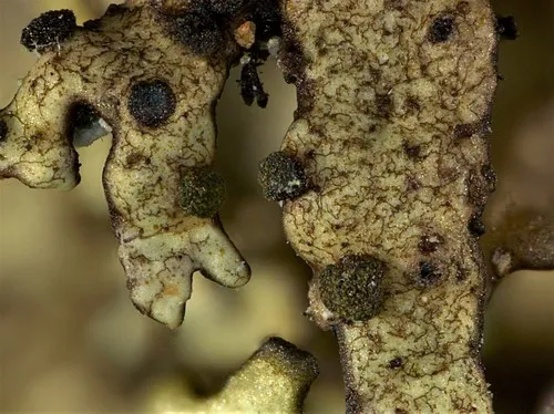 Abrothallus caerulescens