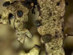 Abrothallus caerulescens thumbnail 1