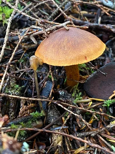 Cortinarius aurantiobasis