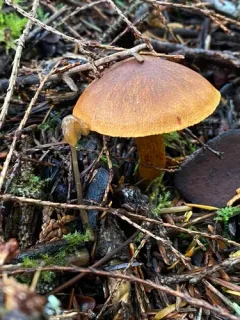 Cortinarius aurantiobasis thumbnail 1