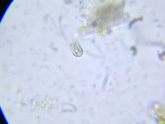 Entosiphon sulcatus thumbnail 2