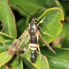 Holly Borer Moth thumbnail 4
