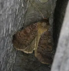 Lycophotia Moth thumbnail 3