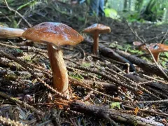 Thaxterogaster multiformis thumbnail 4