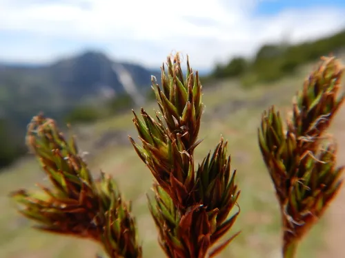 Tahoe sedge