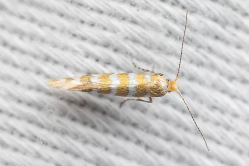 Argyresthia quadristrigella