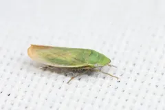 Hecalus montanus thumbnail 2