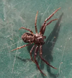 Brown-legged Crab Spider thumbnail 4