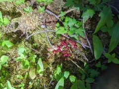 Brilliant Red Dung Moss thumbnail 4