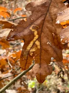Cameraria tubiferella thumbnail 3