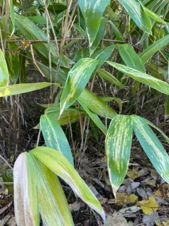 Broad-leaved Bamboo thumbnail 2