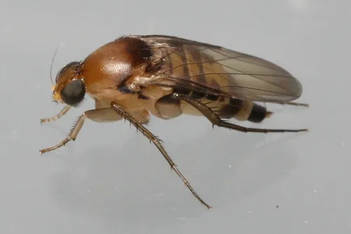 Phalacrotophora longifrons