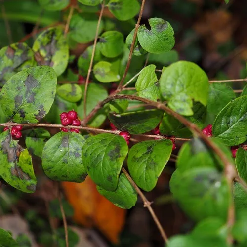 coralberry