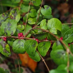 coralberry thumbnail 1
