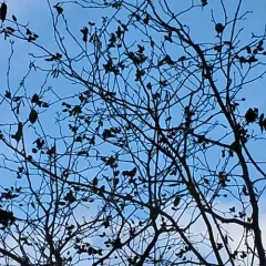 smooth alder thumbnail 4