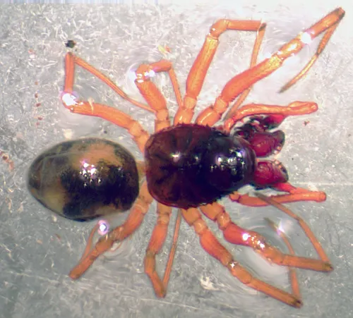 Alsaida Dwarf Weaver