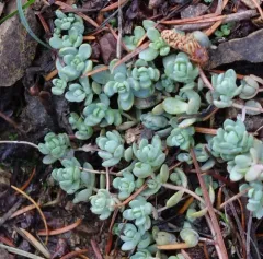 Orpine Stonecrop thumbnail 3