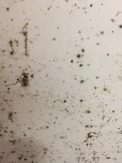 black mold thumbnail 2