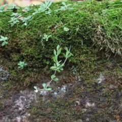 Stringy Stonecrop thumbnail 3