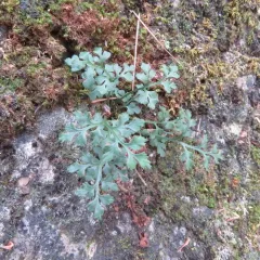 wall-rue thumbnail 3
