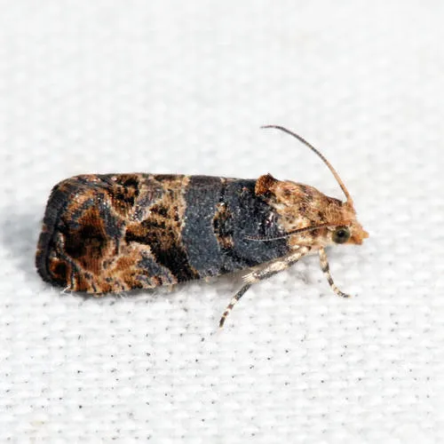 Paralobesia rhoifructana