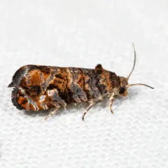 Paralobesia spiraeifoliana thumbnail 2