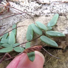 purple-stem cliffbrake thumbnail 3
