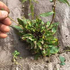 Giant Goldenrod Bunch Gall Midge thumbnail 1