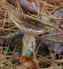 Hygrophorus fuligineus thumbnail 3