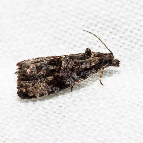 Endothenia montanana