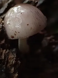 Netted Fieldcap thumbnail 3