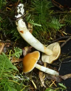 Thaxterogaster causticus thumbnail 2