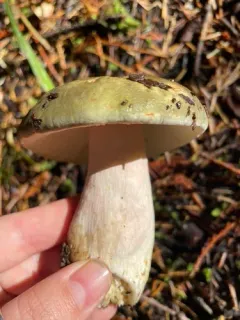 Russula occidentalis thumbnail 1