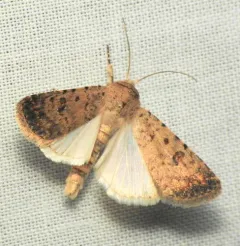 Civil Rustic Moth thumbnail 4