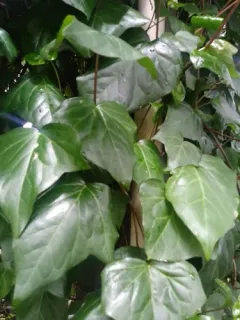 Persian Ivy thumbnail 4