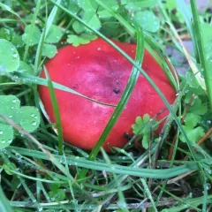 Redhead Russula thumbnail 3