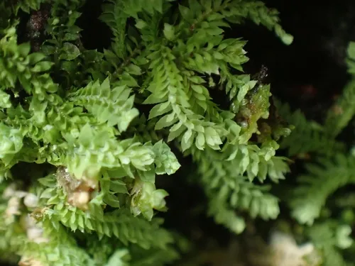 Waxy Earwort