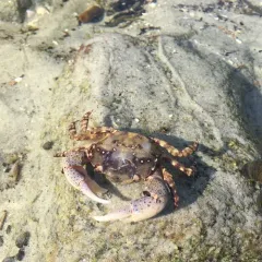 Asian Shore Crab thumbnail 2
