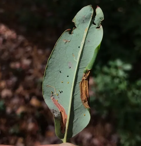 Laurel Leafminer