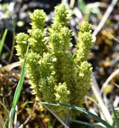 Alpine firmoss thumbnail 1