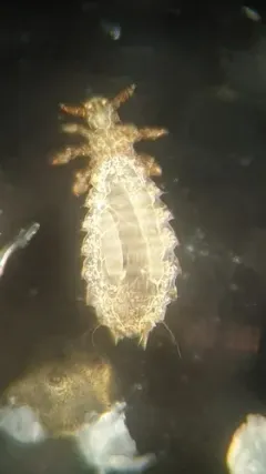 House Rat Louse thumbnail 2