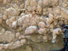 Dichostereum effuscatum thumbnail 1