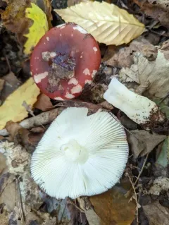 Russula albimarginata thumbnail 1