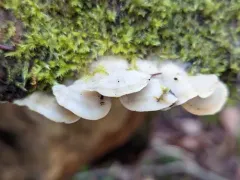 Yew Crust thumbnail 1
