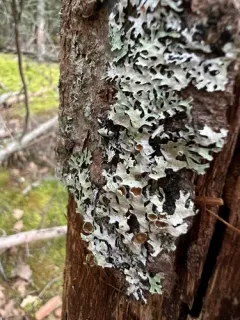 Parmelia fertilis thumbnail 2
