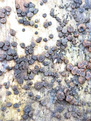 Helicogloea exigua
